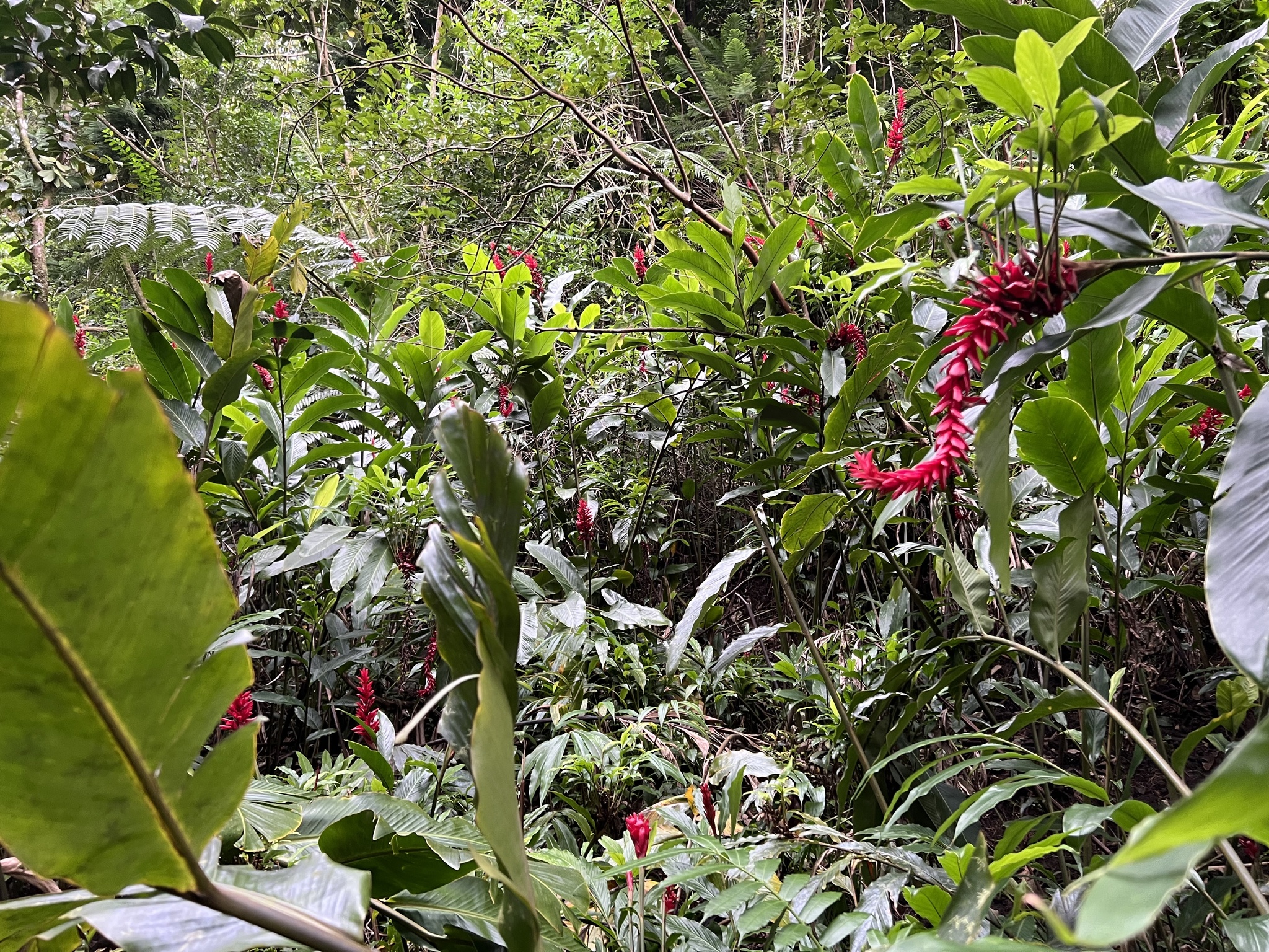 Imagem de Gengibre-vermelho