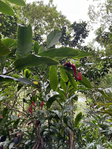Foto de Gengibre-vermelho