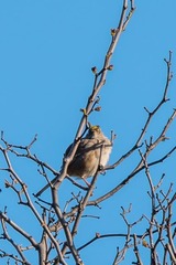 Zonotrichia atricapilla