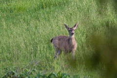 Odocoileus hemionus columbianus