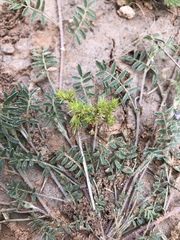 Loeflingia squarrosa