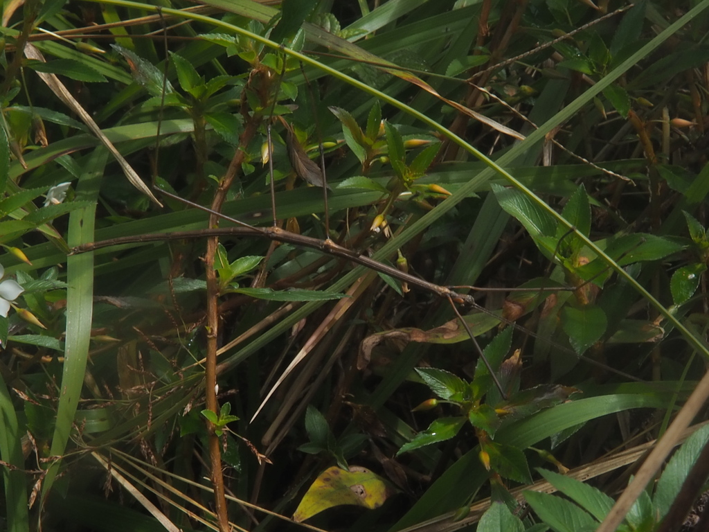 Clonistria guadeloupensis