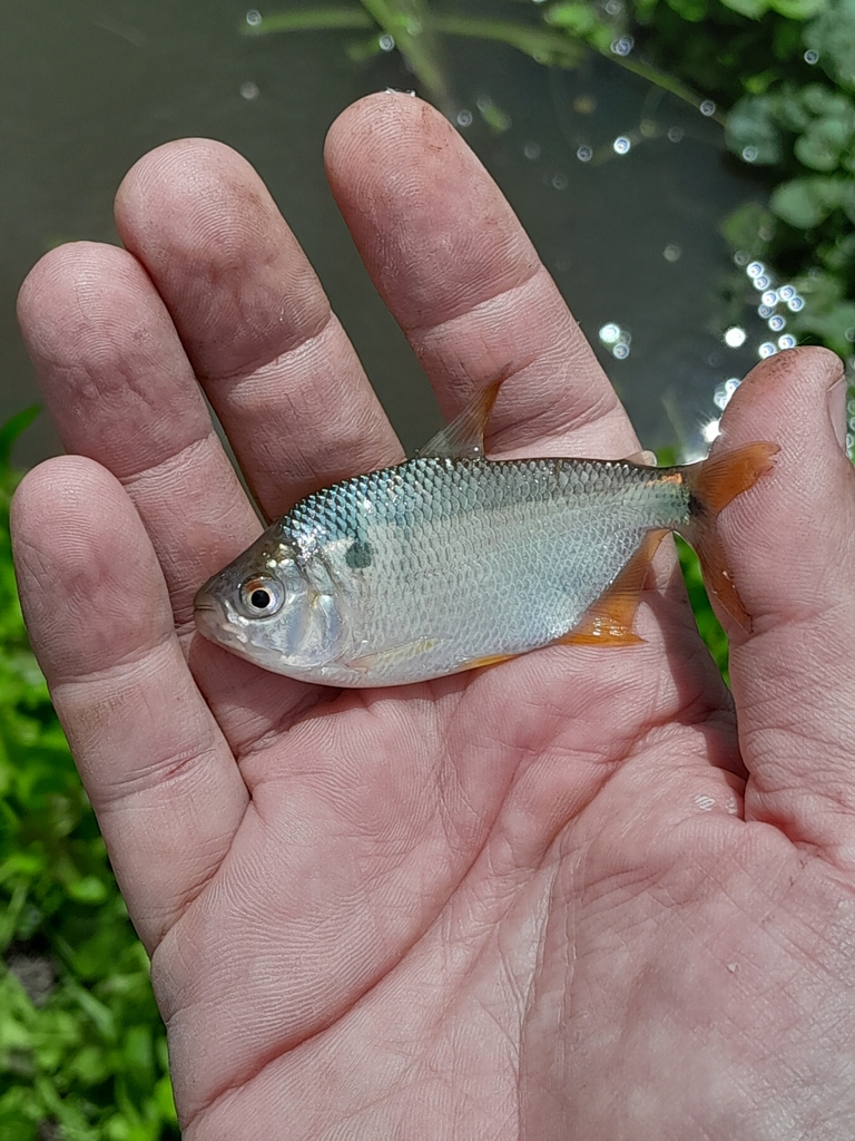 Latin Astyanax