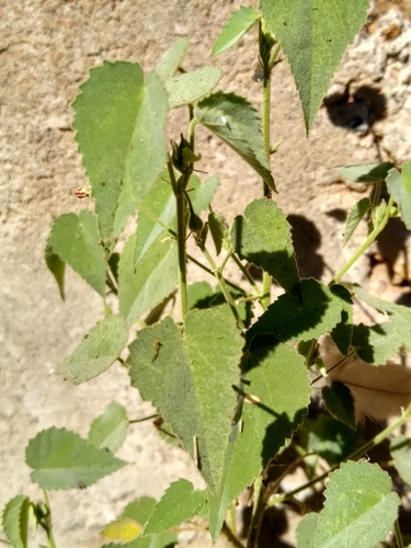 Abutilon mucronatum (Abutilon mucronatum)