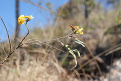Aeschynomene fascicularis