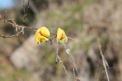 Aeschynomene fascicularis