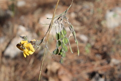 Aeschynomene fascicularis