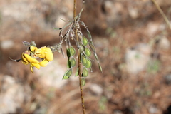 Aeschynomene fascicularis