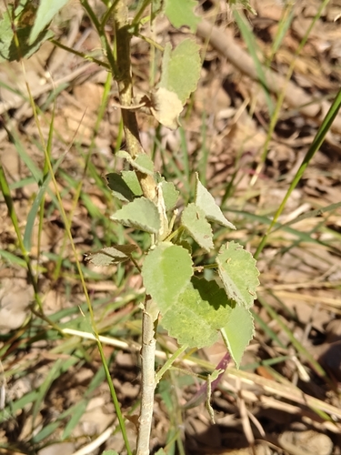 Abutilon mucronatum (Abutilon mucronatum)
