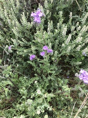 Phacelia popei
