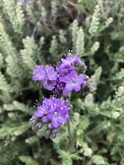 Phacelia popei