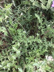 Phacelia popei