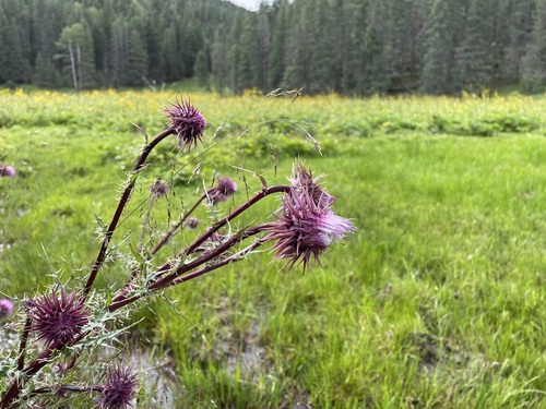 Image of Cirsium vinaceum by (c) Martin Purdy, some rights reserved (CC BY)