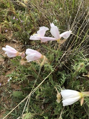 Oenothera albicaulis