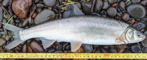 Northwest dace (Mylocheilus caurinus) — Cyprinidae — 5