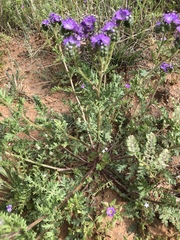 Phacelia popei