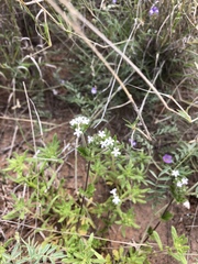 Glandularia quadrangulata