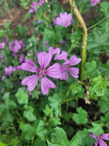 Foto de Malva