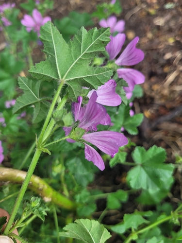 Foto de Malva