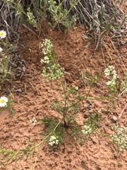 Spermolepis echinata