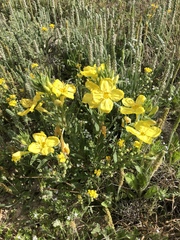 Oenothera tubicula