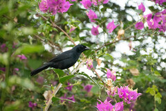 Scrub Blackbird photo 3