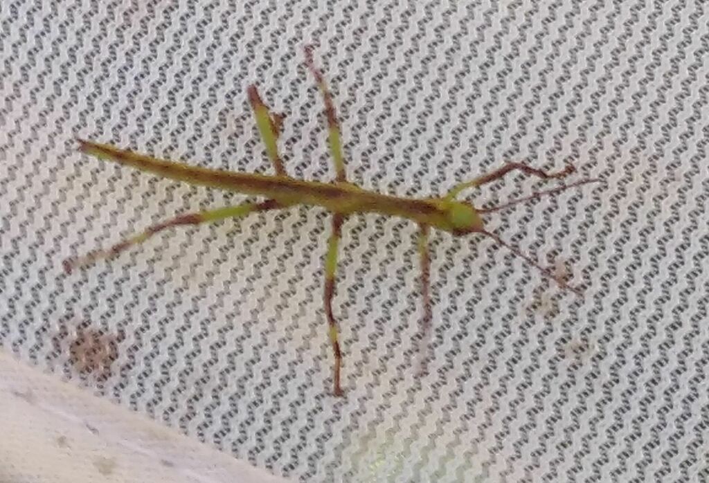 Diapherodes angulata
