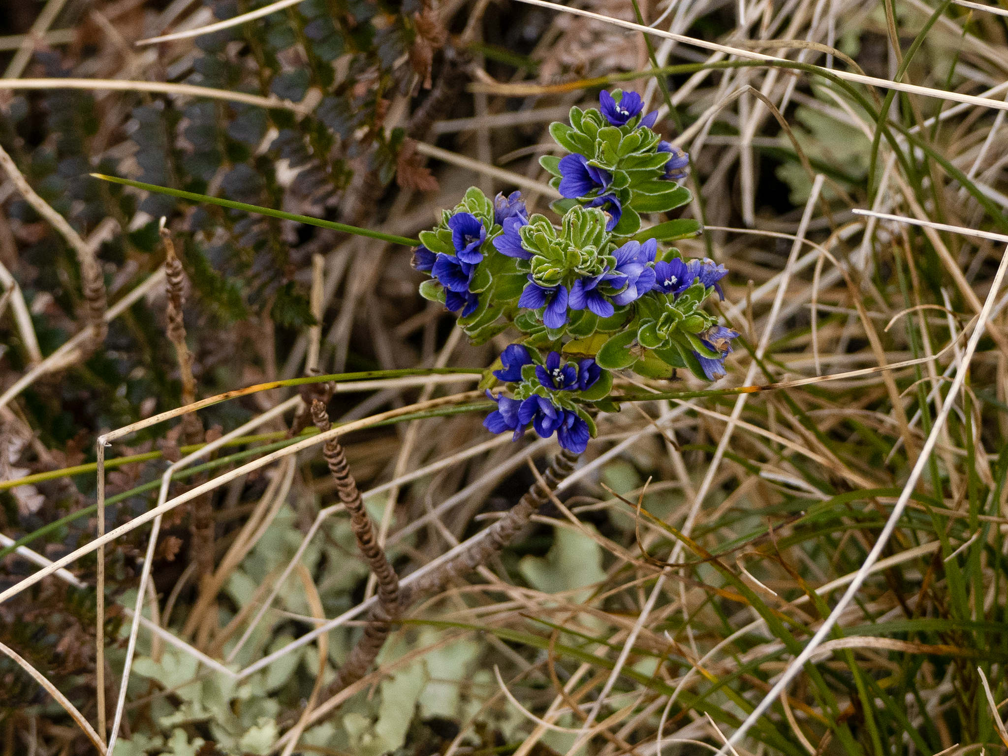 Image of Veronica benthamii by (c) Genevieve Early, some rights reserved (CC BY)