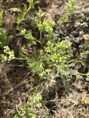 Ammoselinum popei