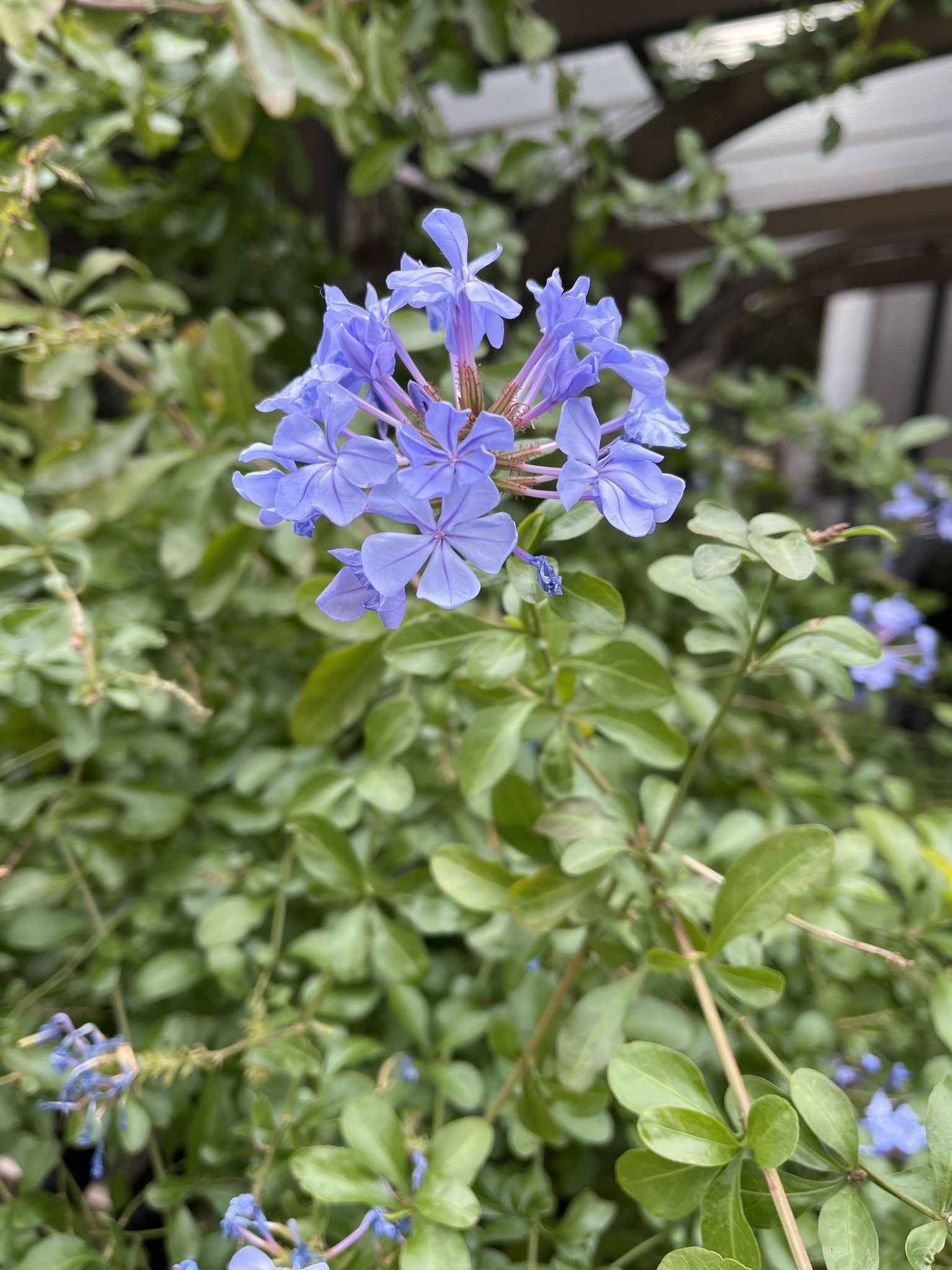 Imagem de Jasmim-azul