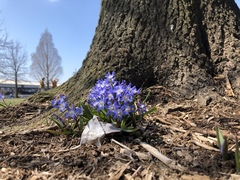 Scilla luciliae