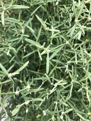 Alternanthera filifolia