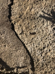 Ctenolepisma ciliatum