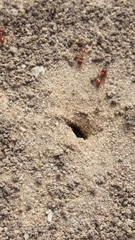 Pogonomyrmex subdentatus