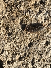 Ctenolepisma ciliatum