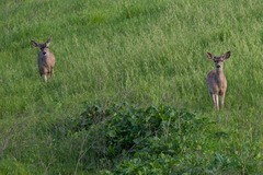 Odocoileus hemionus columbianus