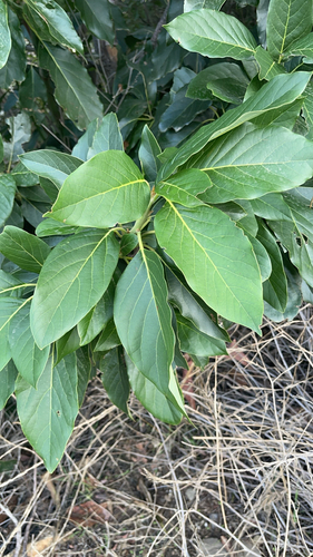Persea americana