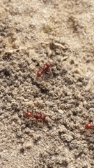 Pogonomyrmex subdentatus