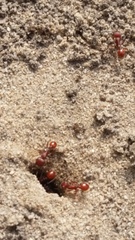 Pogonomyrmex subdentatus
