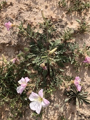 Oenothera albicaulis