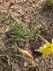 Oenothera lavandulifolia