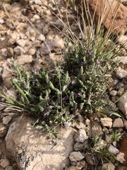 Hebecarpa macradenia