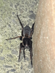 Uliodon albopunctatus