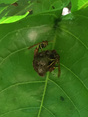 Mischocyttarus phthisicus