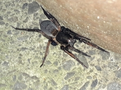 Uliodon albopunctatus