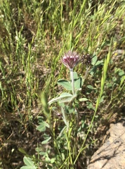 Trifolium albopurpureum