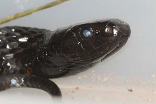 Chicken Snake, Spilotes pullatus