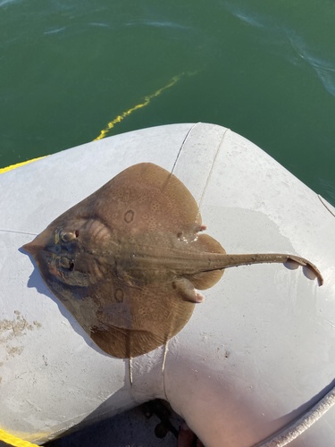 California skate (Raja inornata) — Rajidae — 4