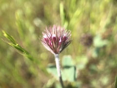 Trifolium albopurpureum