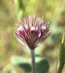 Trifolium albopurpureum